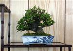 Winning Shohin Tree Robert Nocher
Lanarkshire Bonsai Club